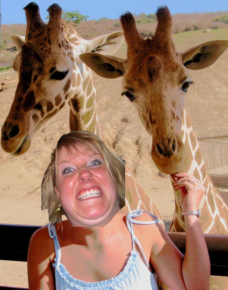 tanja_jakobsen_giraffes.JPG